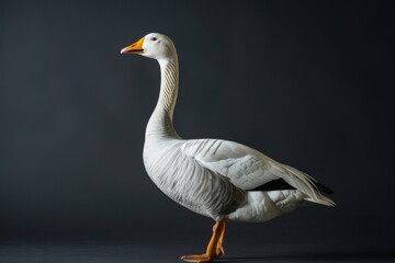 Fototapeta premium the beside view Bar-headed Goose, left side view, isolated on black background