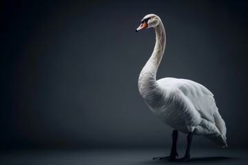 Fototapeta premium the beside view Black-necked Swan, left side view, white copy space on right, isolated on black background
