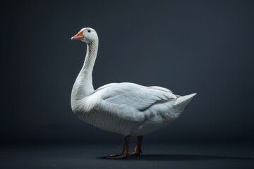 Fototapeta premium the beside view Blue Goose, left side view, white copy space on right, isolated on black background