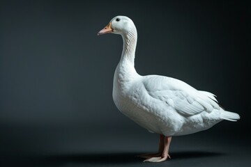 Fototapeta premium the beside view Blue Goose, left side view, white copy space on right, isolated on black background
