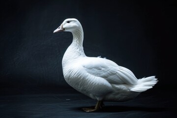 Obraz premium the beside view Blue Goose, left side view, white copy space on right, isolated on black background