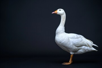 Obraz premium the beside view Blue Goose, left side view, white copy space on right, isolated on black background