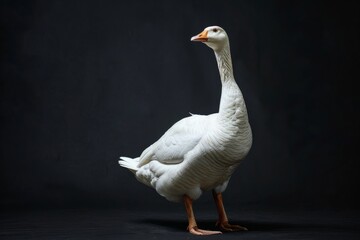 Obraz premium the beside view Hawaiian Goose, left side view, white copy space on right, isolated on black background