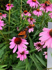 monarch butterfly on flower