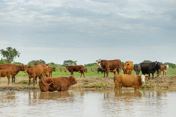 Herd of Creole cows on the banks of the Parana River in Santa Fe, Argentina.