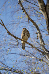 Young Harris's Hawk (Parabuteo unicinctus) perched on a tree in the Southern Coastal Ecological Reserve of Buenos Aires.