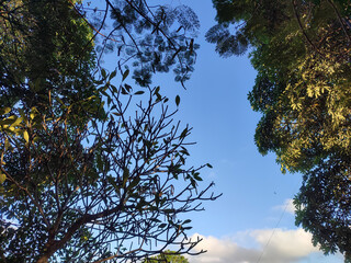 View of the trees seen from below with the sky in the background.  The tree forms a frame with a blank area in the middle for text.  Soft focus.