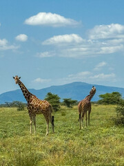 Giraffes in Kenya