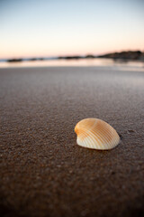 shell on the beach