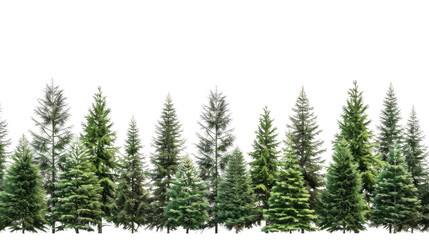 Fototapeta premium Evergreen fir pine spruce trees treeline on transparent background