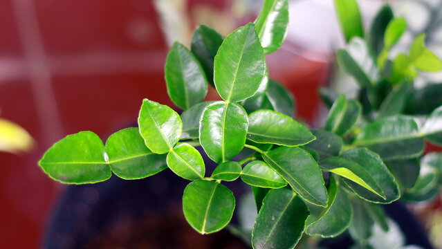 Kaffir lime leaves grow on trees. These leaves have properties for herbal medicine.