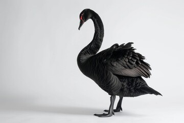 Fototapeta premium the beside view of a Black Swan, left side view, white copy space on right, dutch angle view, isolated on white background