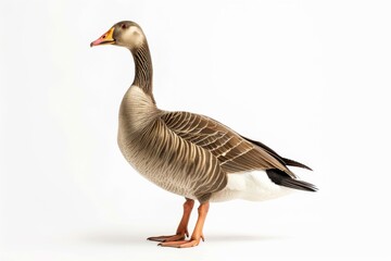 Obraz premium the beside view of a Hawaiian Goose, left side view, white copy space on right, dutch angle view, isolated on white background