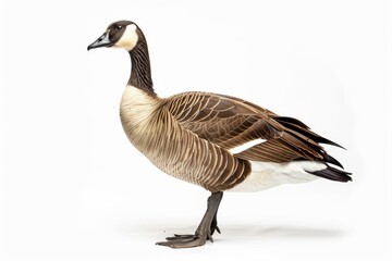 the beside view of a Hawaiian Goose, left side view, white copy space on right, dutch angle view, isolated on white background