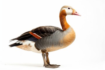 Obraz premium the beside view of a Ruddy-headed Goose, left side view, white copy space on right, dutch angle view, isolated on white background