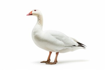 Obraz premium the beside view of a Snow Goose, left side view, white copy space on right, dutch angle view, isolated on white background