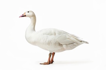 Obraz premium the beside view of a Snow Goose, left side view, white copy space on right, dutch angle view, isolated on white background