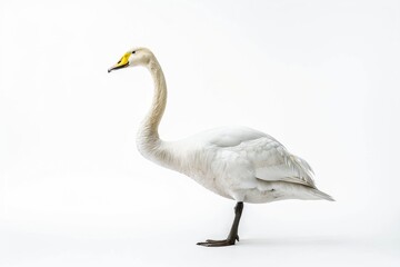 Obraz premium the beside view of a Tundra Swan, left side view, white copy space on right, dutch angle view, isolated on white background
