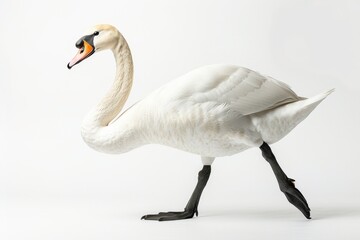 Fototapeta premium the beside view of a Whistling Swan, left side view, white copy space on right, dutch angle view, isolated on white background