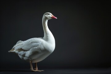 Fototapeta premium the beside view Snow Goose, left side view, white copy space on right, isolated on black background