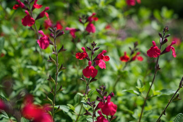 Obraz premium チェリーセージの花