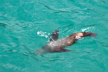 Obraz premium Yakutat Bay, Alaska