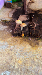 fungus that grows on rotting wood
