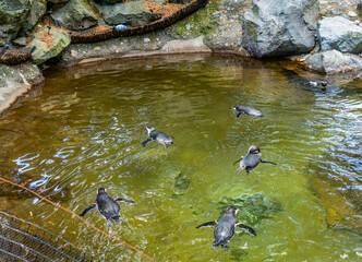 Penguins_In Tacoma 2