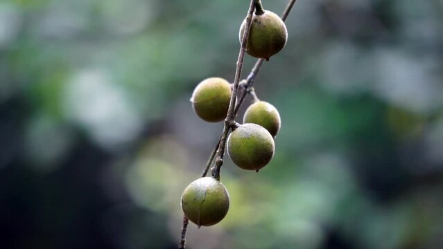 Didymocheton gaudichaudianus (ivory mahogany, Alliaria ammooroides, kedoya). The ivory mahogany is a large tree growing up to 36 m