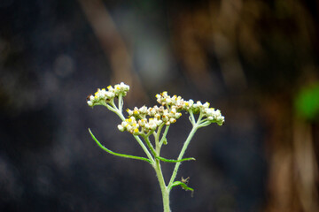 Anaphalis javanica (Javanese edelweiss, Gnaphalium javanicum, senduro, never wilts, eternal flower. It is called the flower of immortality because this flower can survive for approximately 100 years