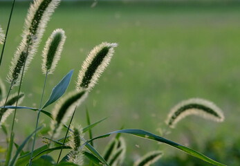 午後のネコジャラシ
