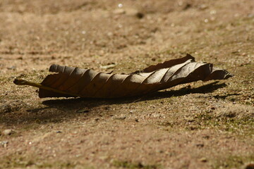 old tree leaf fall on the flow ,closeup art photography 