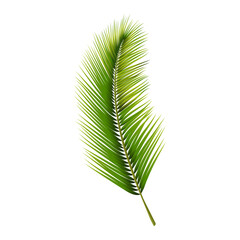 Tropical palm leaf isolated on white