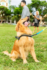 Cute and naughty golden retriever is happily looking at his owner playing