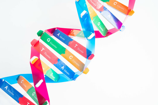 Deoxyribonucleic acid or DNA, double helix chains structure formed by base pairs attached to a sugar phosphate backbone.