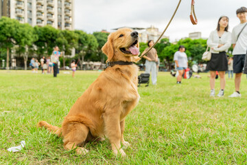 The cute and naughty golden retrievers took advantage of the weekend to play with their owners