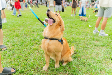 The cute and naughty golden retrievers took advantage of the weekend to play with their owners