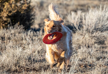Golden Retriever with disc