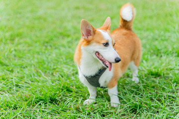 The cute and naughty golden retrievers took advantage of the weekend to play with their owners