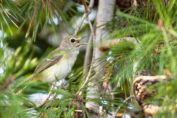 A small songbird in Duette, Florida. Likely an immature white-eyed vireo (Vireo griseus).. Check species ID with an expert if accuracy is important to your project.