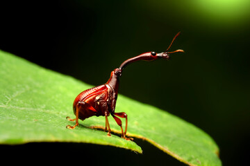 Giraffe Weevil Beetle insects in Thailand and Southeast-Asia.