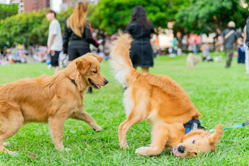 The cute and naughty golden retrievers took advantage of the weekend to play with their owners