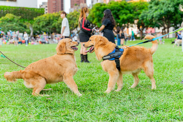 The cute and naughty golden retrievers took advantage of the weekend to play with their owners