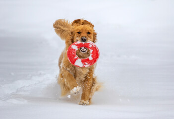 Winter Dog