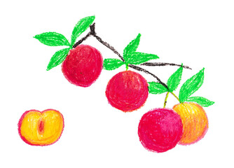 スモモのイラスト