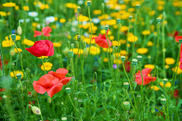 Colorful wildflower meadow with red poppies and yellow flowers in full bloom. Vibrant wildflowers are blooming in summer field with green grass. Beautiful natural background