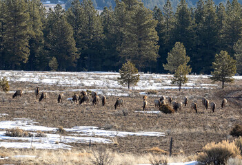 Elk Herd