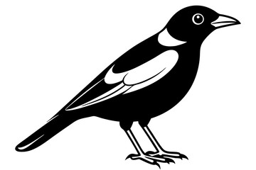 Common Myna icon silhouette vector illustration