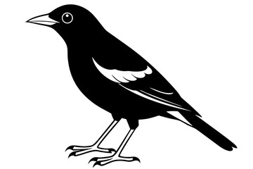 Common Myna icon silhouette vector illustration