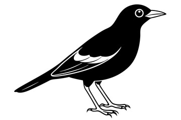 Common Myna icon silhouette vector illustration